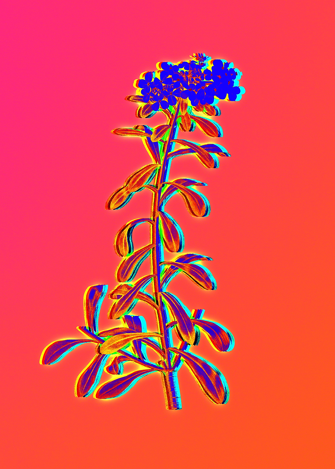 Neon Flower Illustration