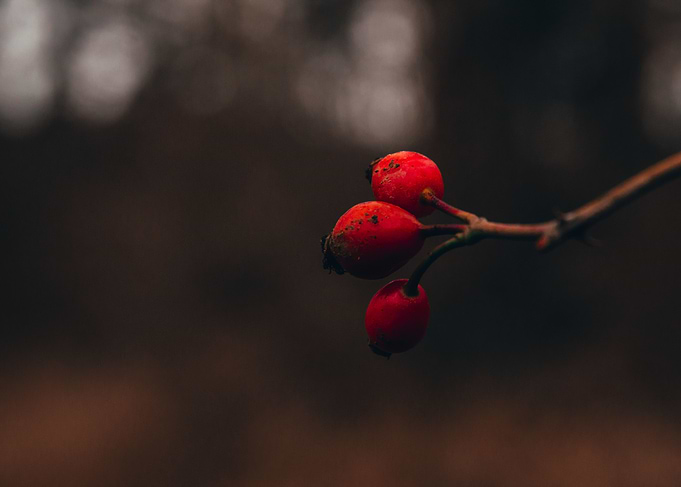 Red berries