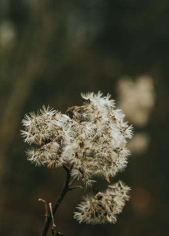 Autumn Flower