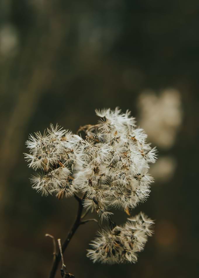 Autumn Flower