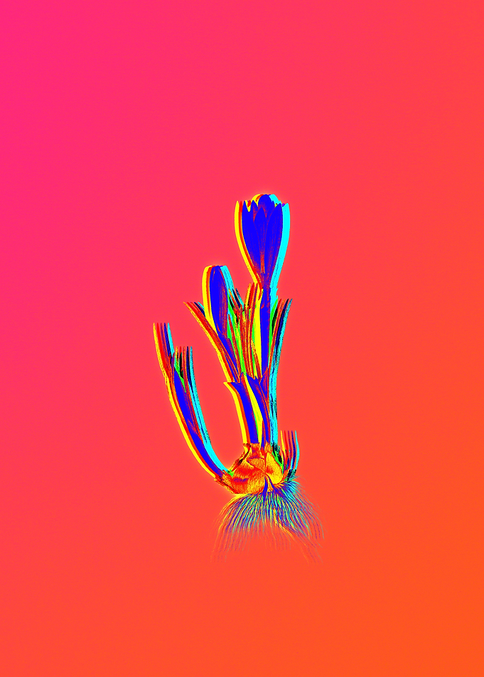 Red Botanical Illustration
