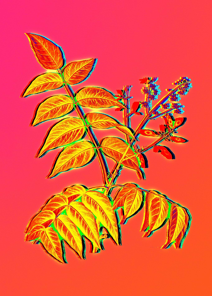 Neon Floral Illustration