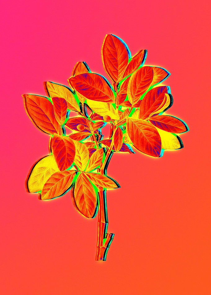 Pink Flower Yellow Flower