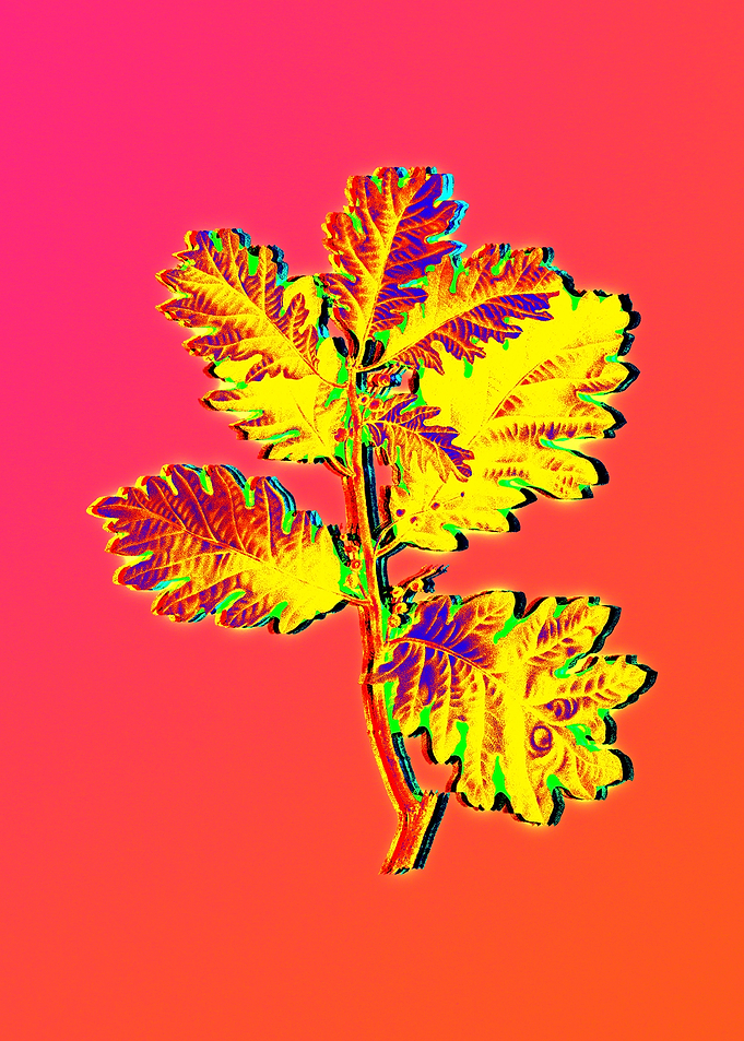 Neon Fabulous Flowers