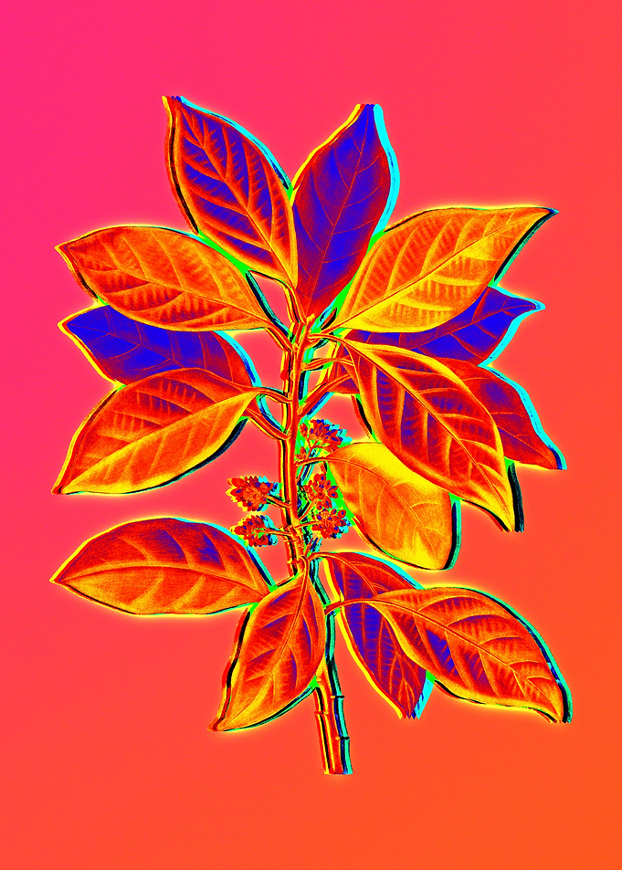 Blue Flowers Yellow Flower