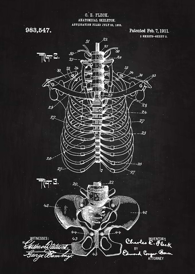 1911 Anatomical Skeleton