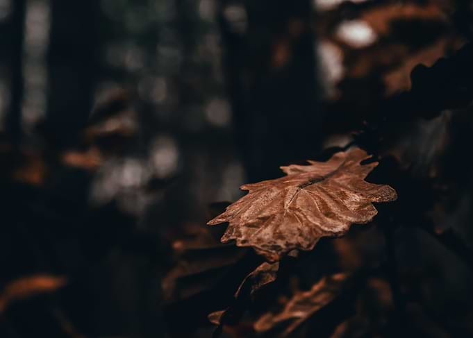 Dead Leaf