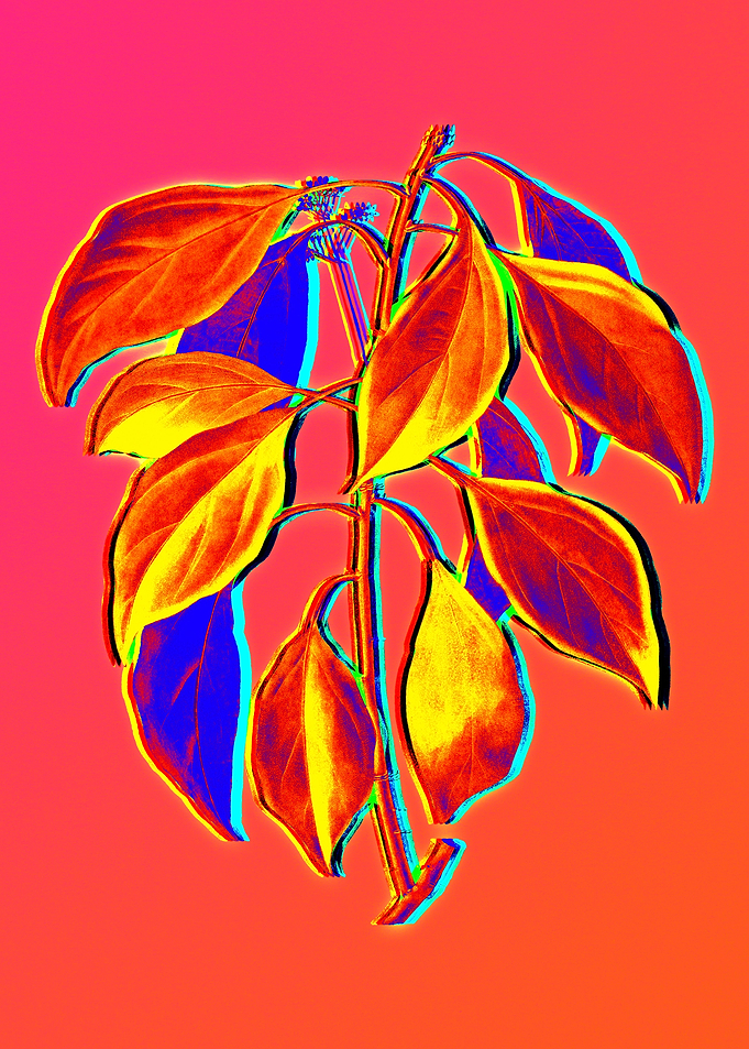 Neon Floral Illustration