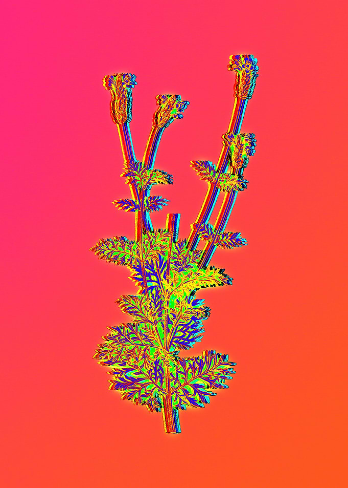 Neon Botanical Drawings