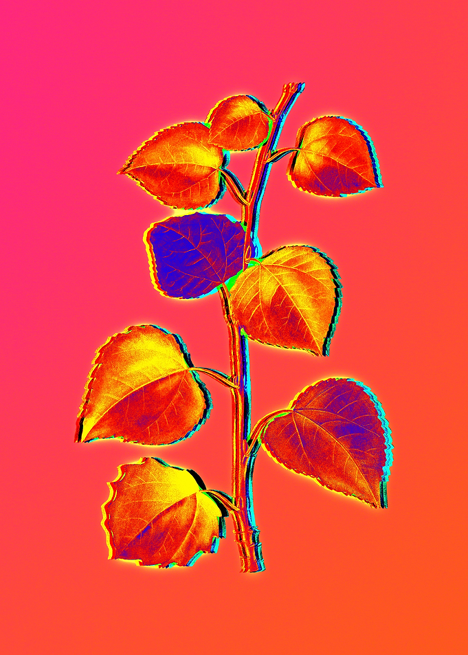 Blue Flowers Yellow Flower