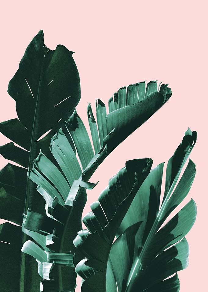 Banana Leaves Finesse 3