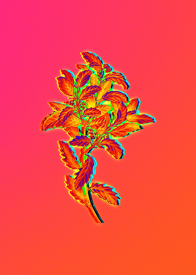 Blue Flower Yellow Flower
