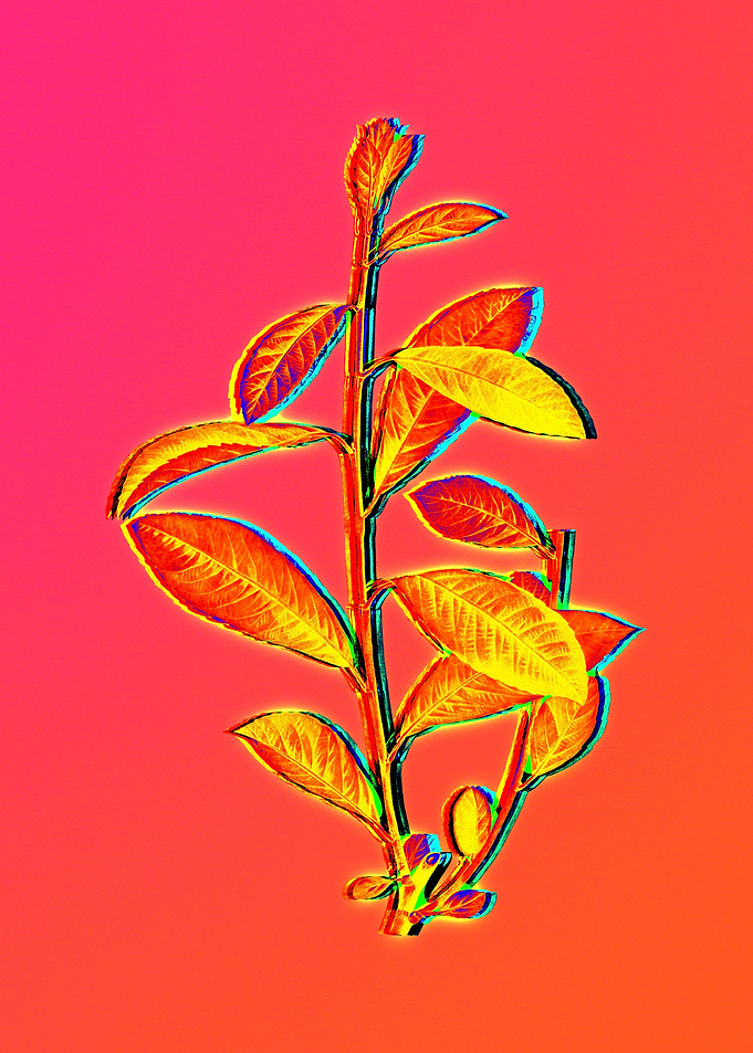 Neon Fabulous Flowers