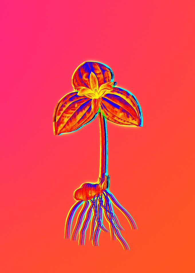 Infrared Neon Flower Pink