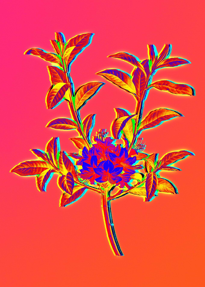 Neon Flower Illustration