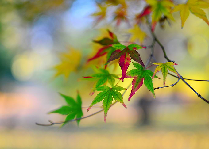 autumn leaf detail