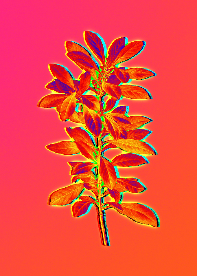 Blue Flower Yellow Flower