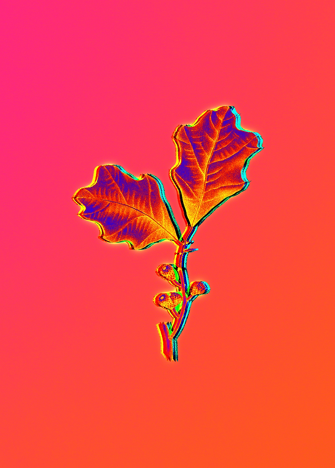 Neon Flower Illustration