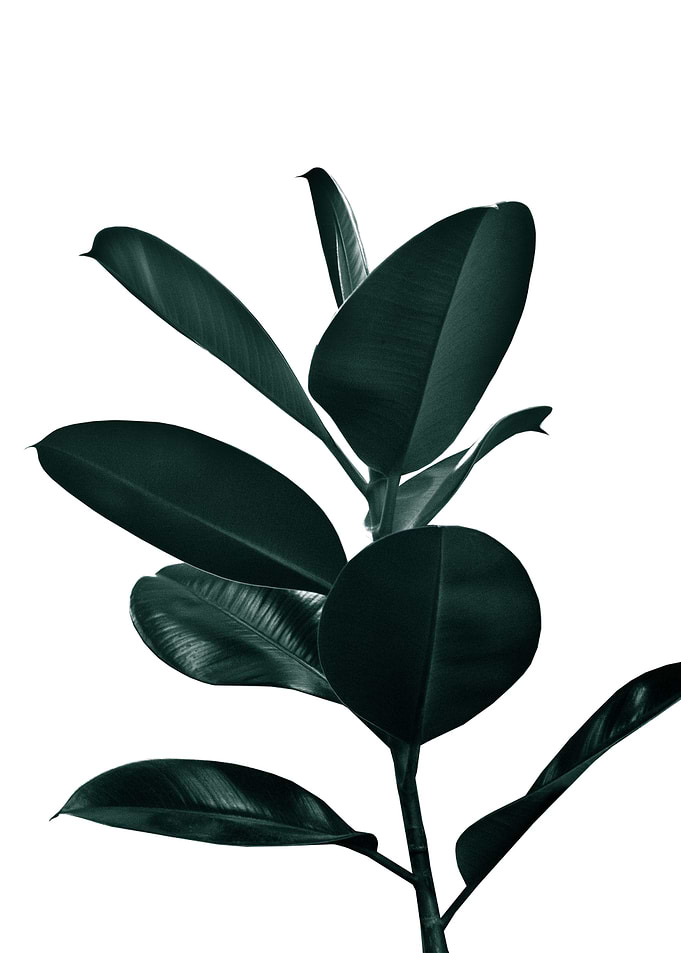 Ficus Finesse 1