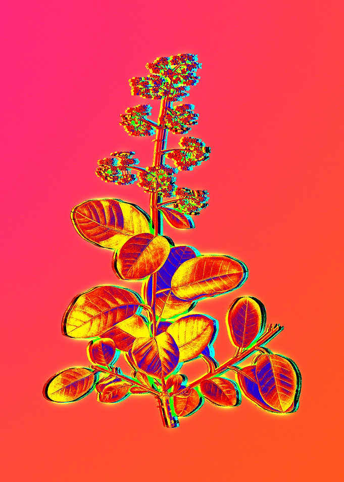 Blue Flower Yellow Flower