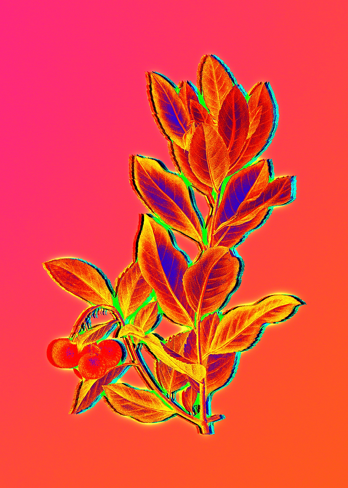 Neon Flowers Illustration
