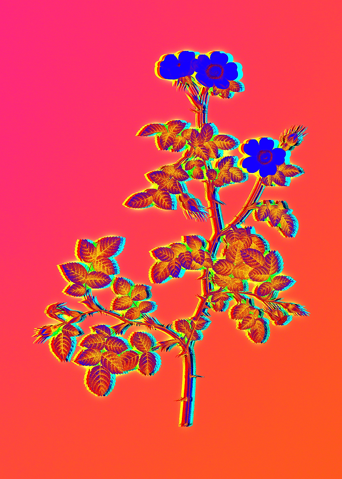 Neon Flowers Illustration