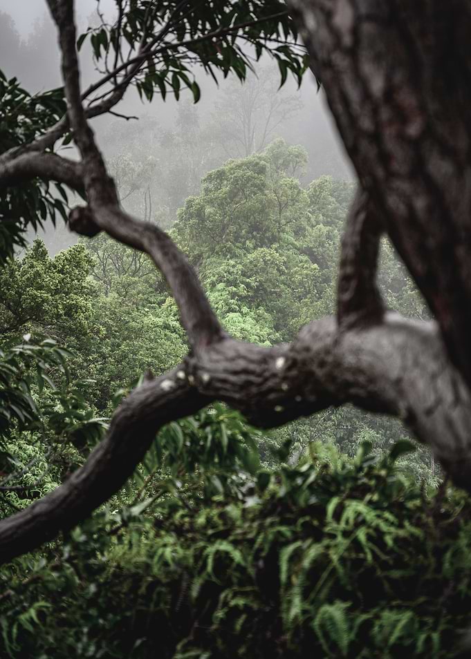 Framing tree