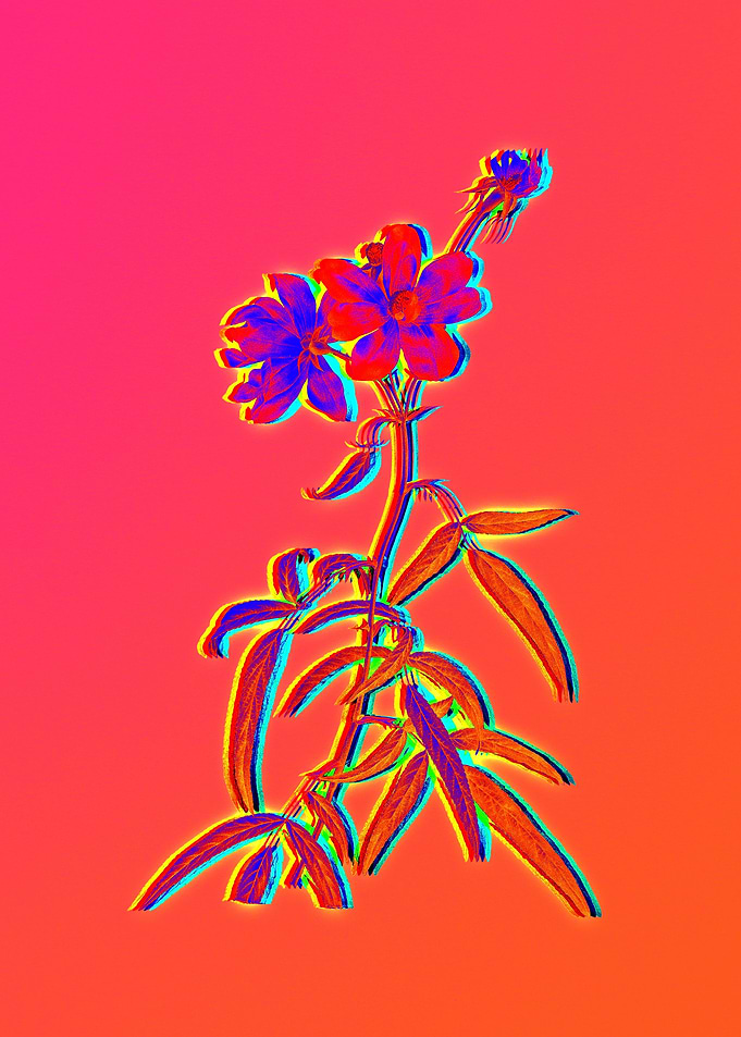 Blue Neon Flower on Pink