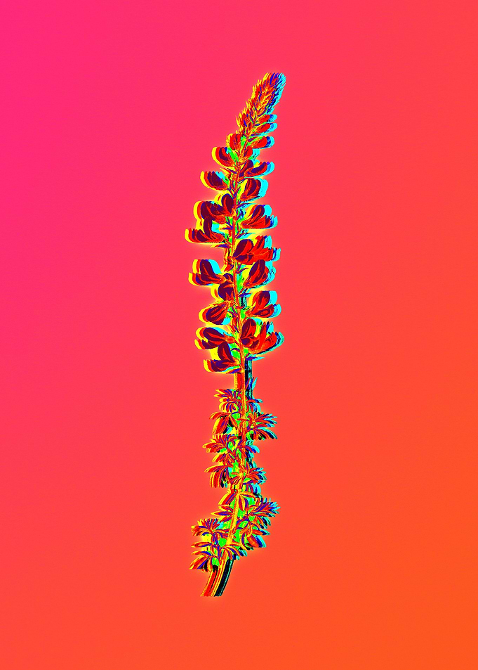Neon Botanical Drawing