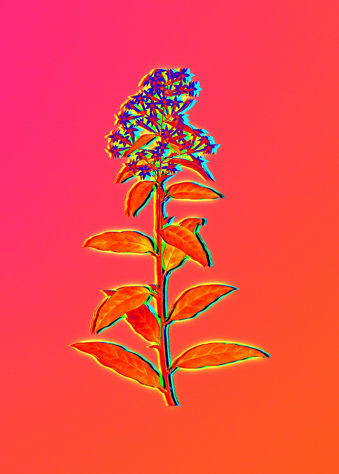 Neon Fabulous Flowers