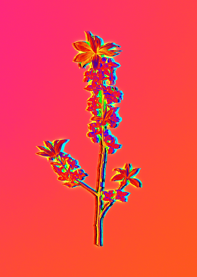Blue Flower Yellow Flower