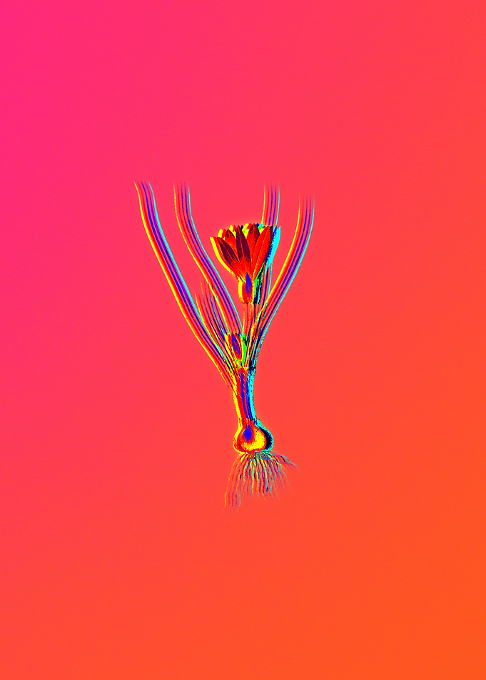 Neon Florals Illustration
