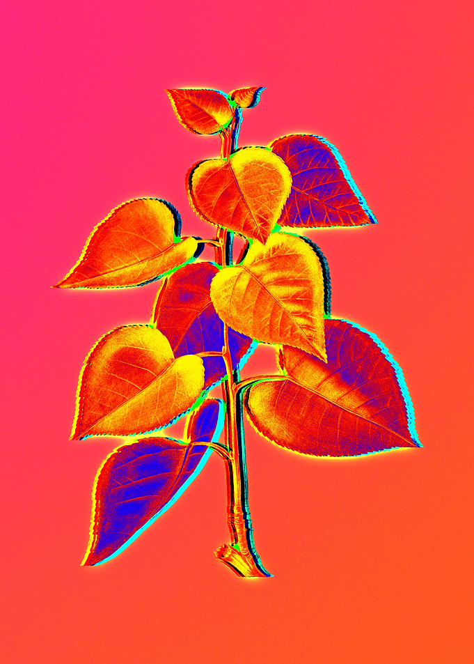 Blue Flowers Yellow Flower