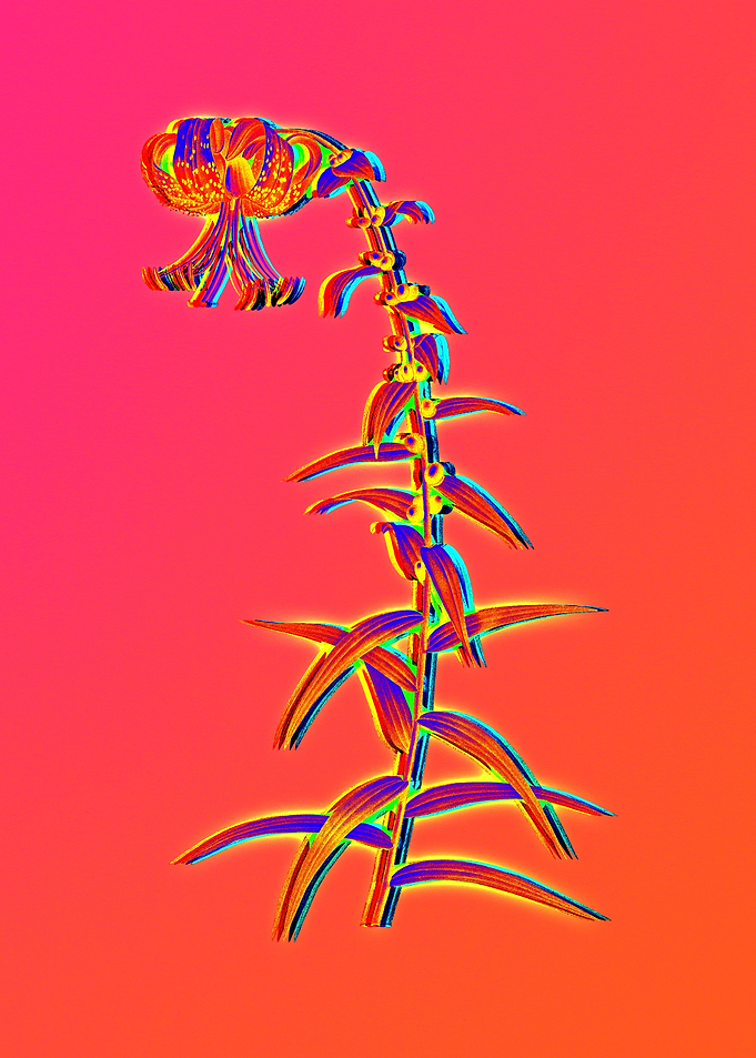 Infrared Neon Flower Pink