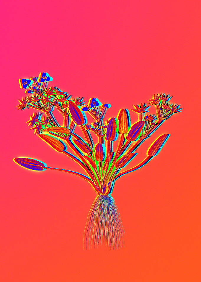 Red Botanical Illustration
