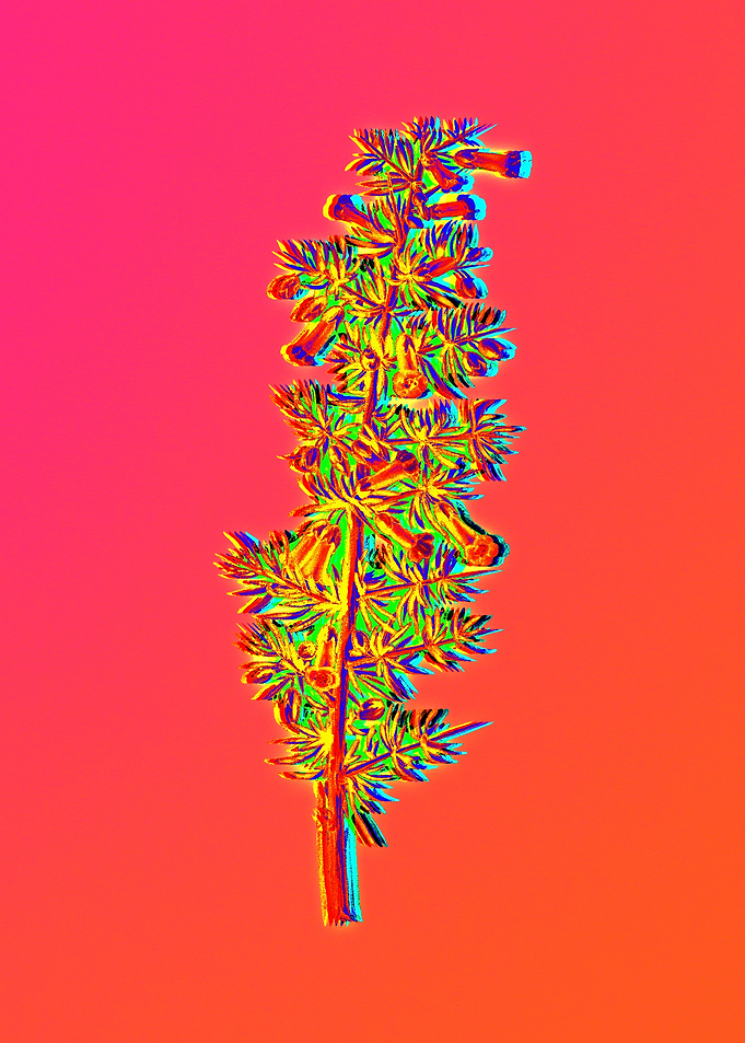 Neon Floral Illustration