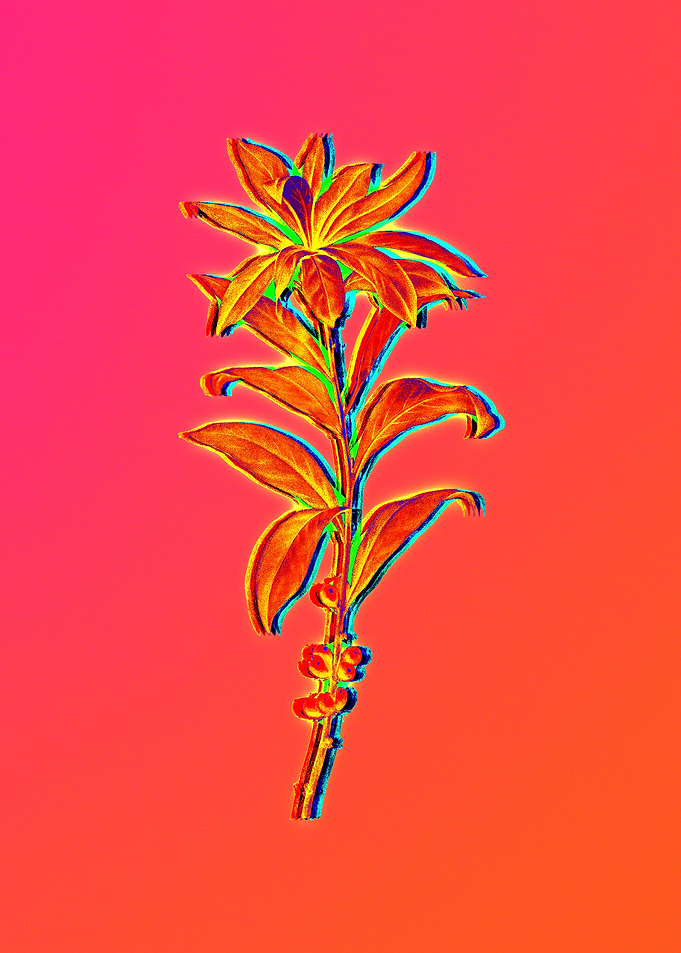 Blue Flower Yellow Flower