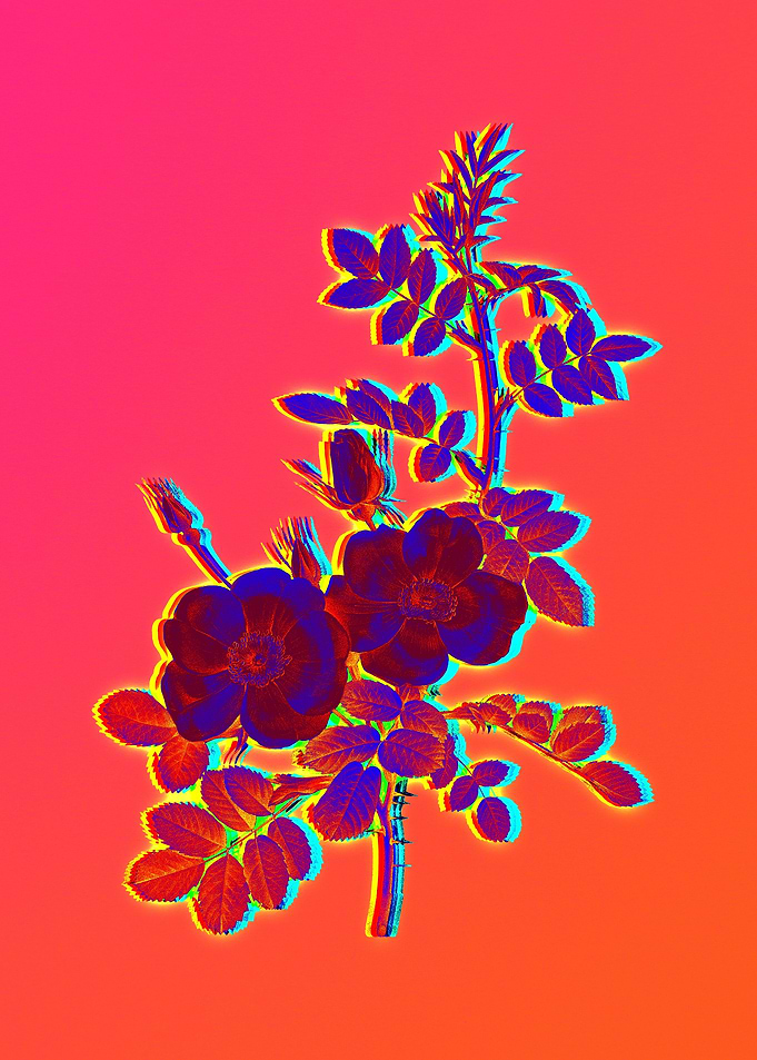 Hot Flower Illustration