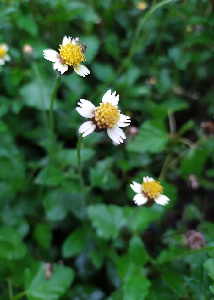 Beautiful Little Flowers