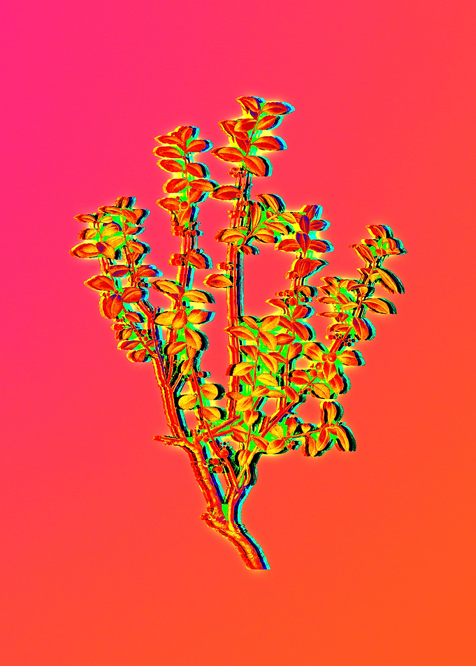 Neon Floral Illustration