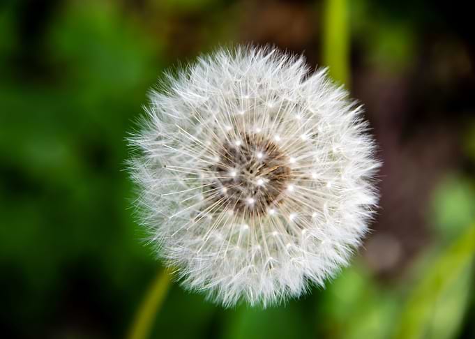 Dandelion in summer