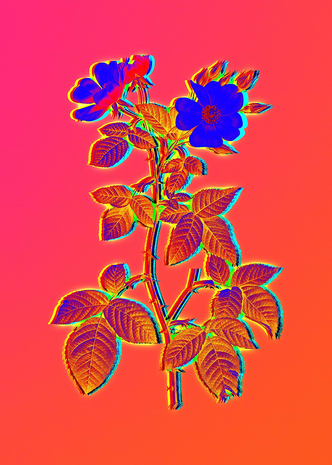 Pink Neon Roses