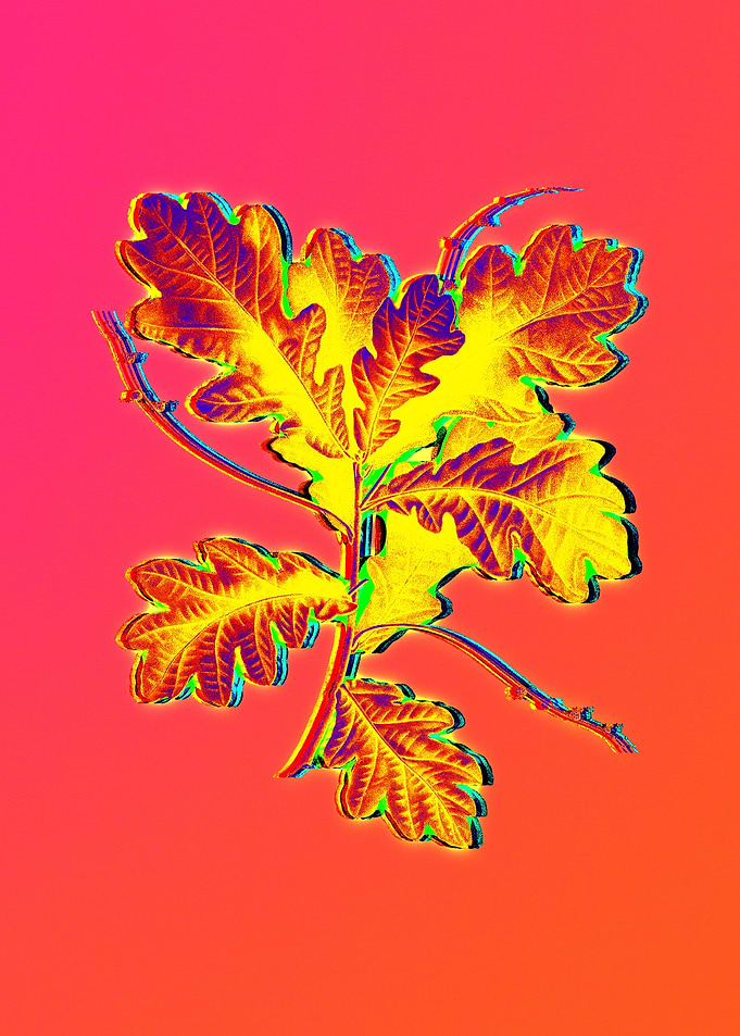Pink Flower Yellow Flower