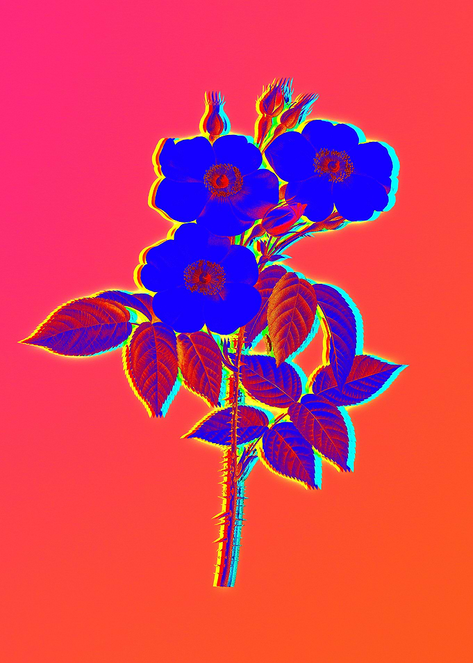 Pink Neon Roses