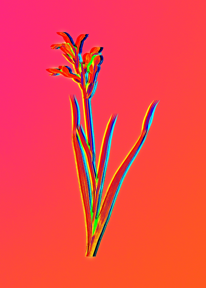 Neon Flower Illustration