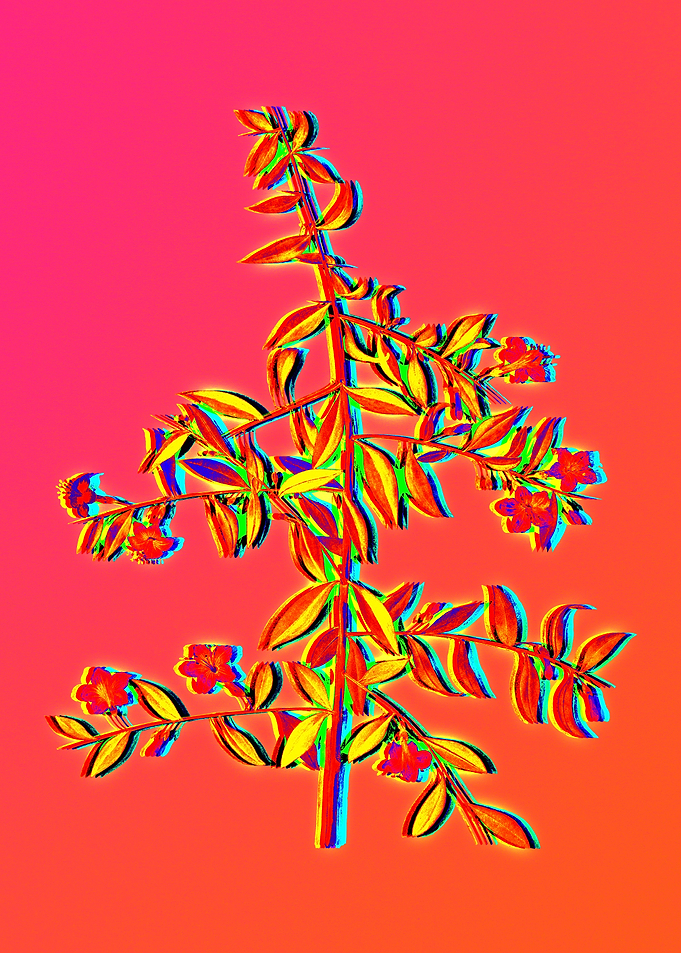 Yellow Flower Red Flower