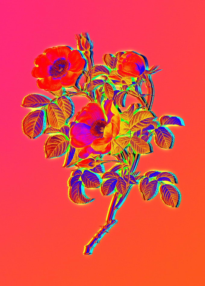 Pink Neon Roses