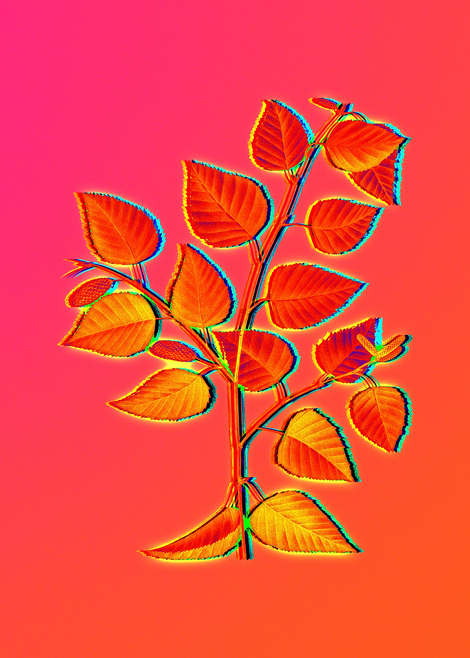 Neon Floral Illustration