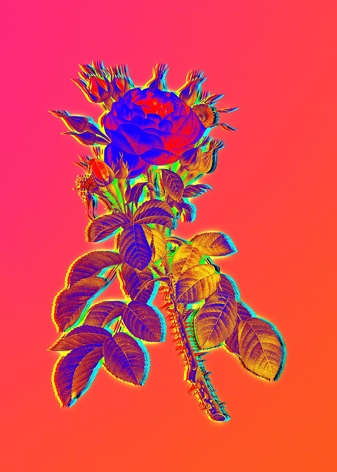 Pink Neon Blue Botanical