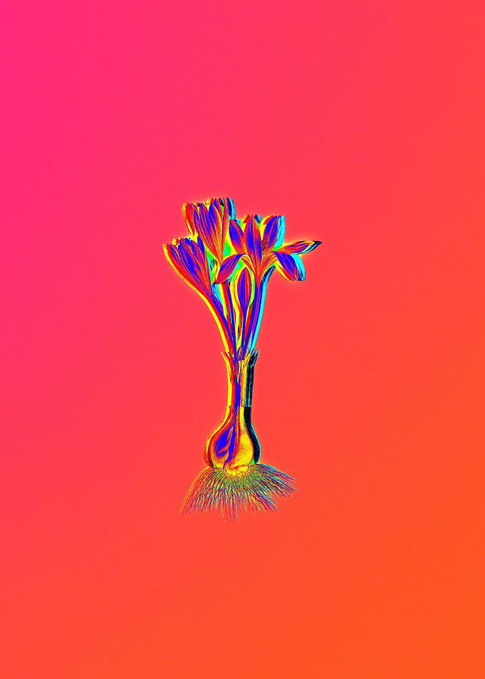 Neon Floral Illustration